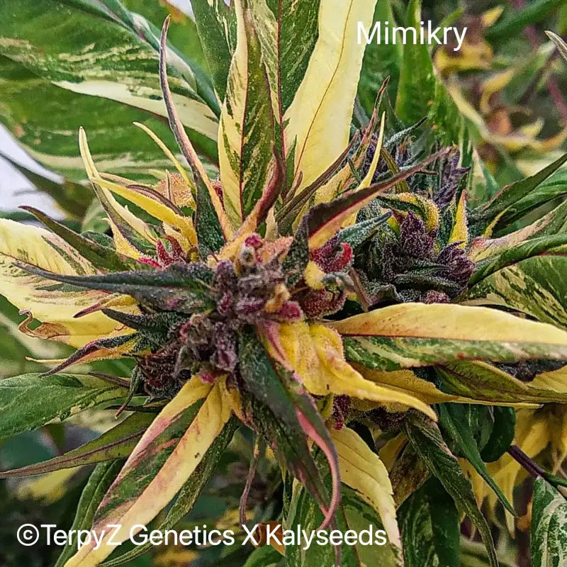 Mimikry swag - mutant reg kalyseeds variegated cannabis