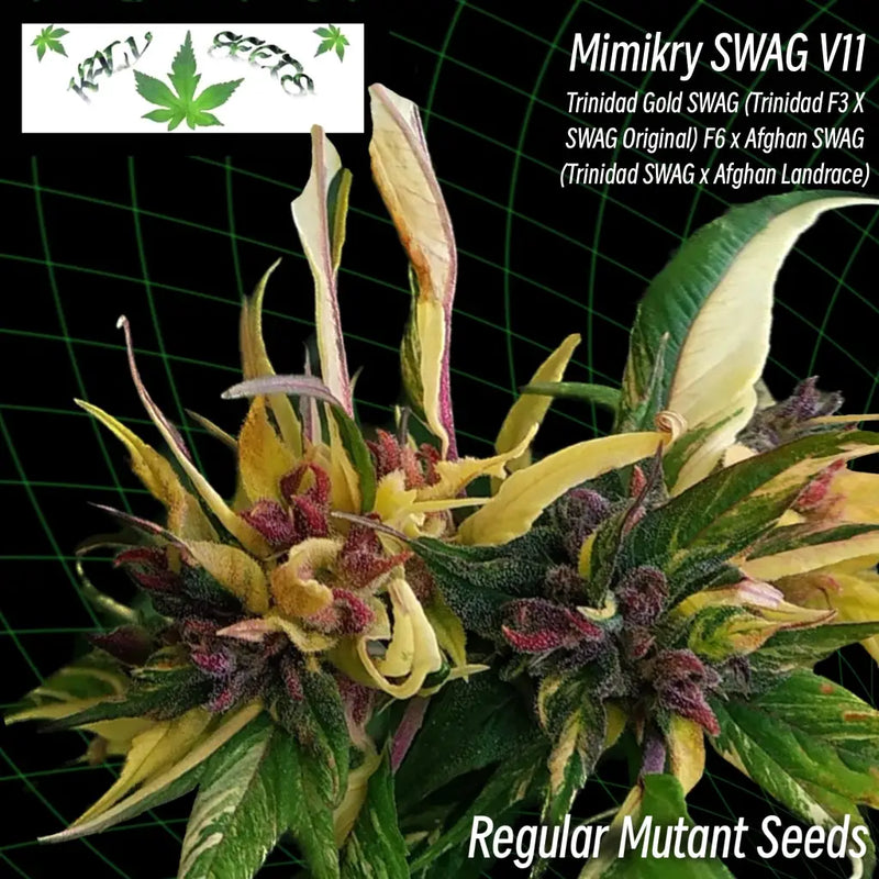 Mimikry swag v11 ’variegated smooth-edged webbed