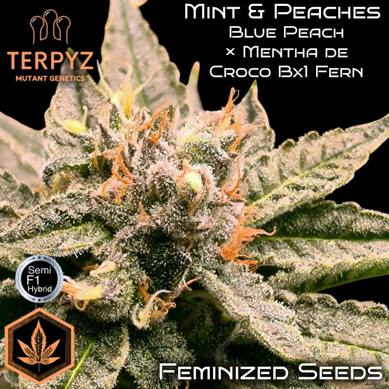 Mint & peaches© fem terpyz mutant genetics feminized semi