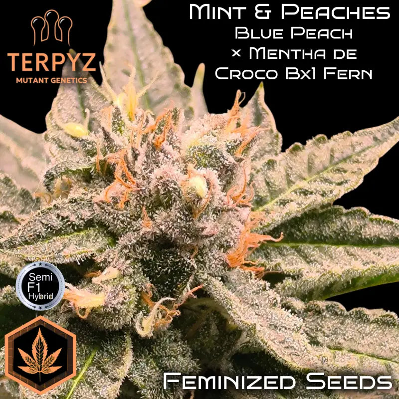 Mint & peaches© fem terpyz mutant genetics feminized semi