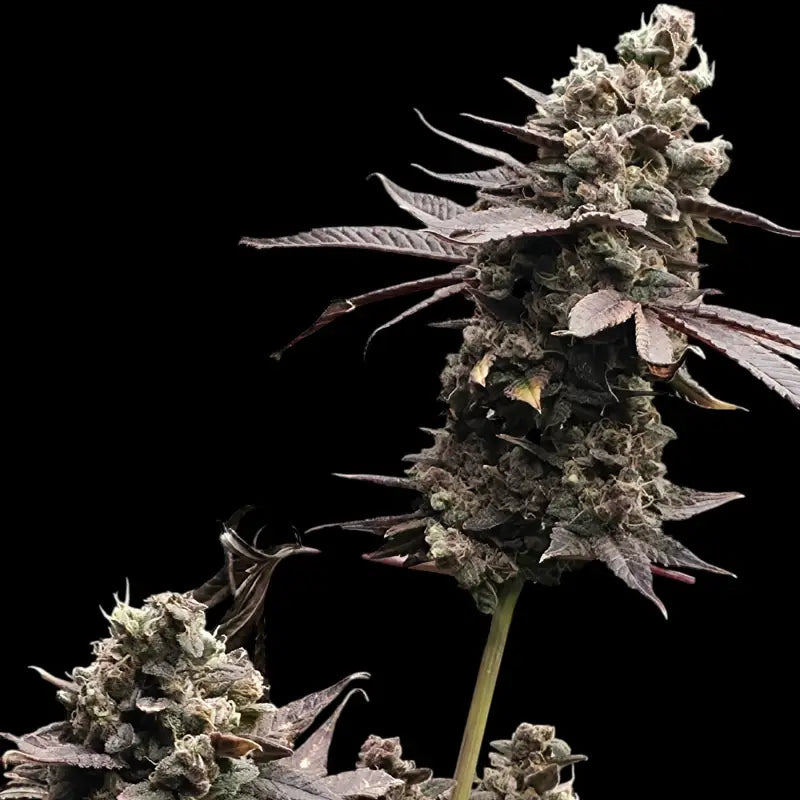 Mizoap terpyz upcoming strains