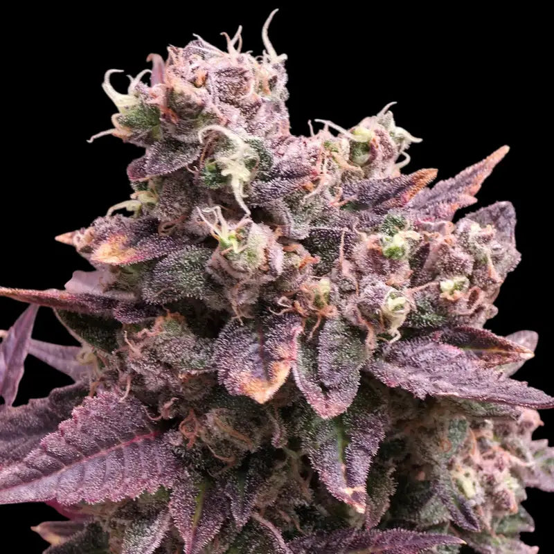 Mizoap terpyz upcoming strains