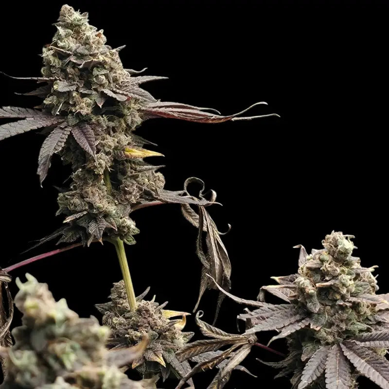 Mizoap terpyz upcoming strains