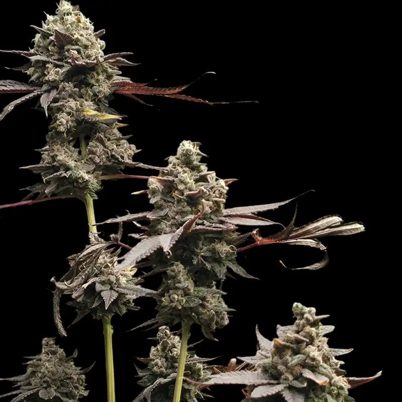 Mizoap terpyz upcoming strains