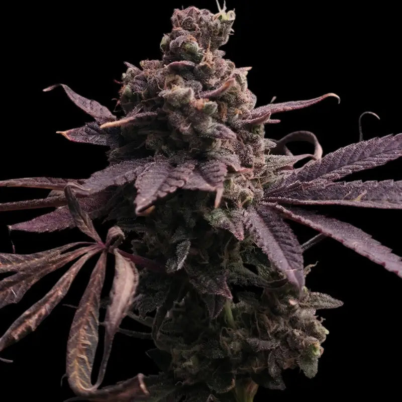 Mizoap terpyz upcoming strains