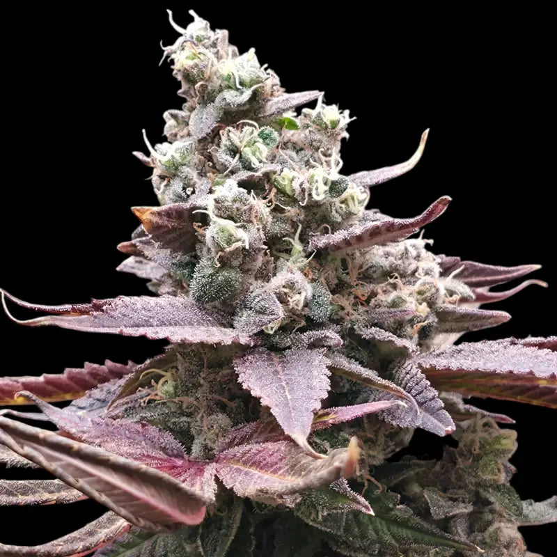 Mizoap terpyz upcoming strains