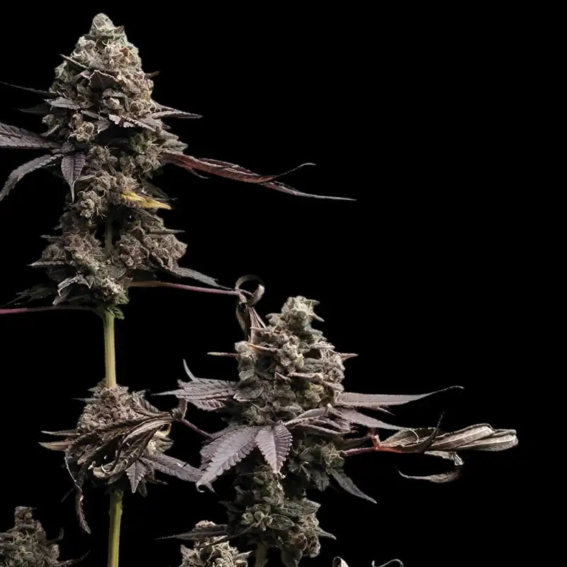 Mizoap terpyz upcoming strains