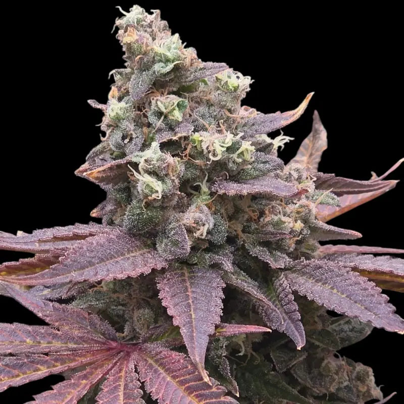 Mizoap terpyz upcoming strains