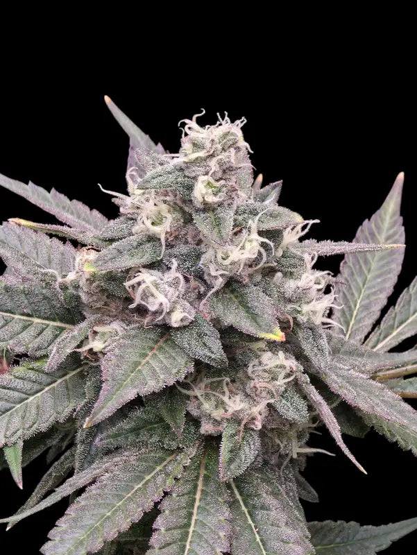 Mizoap terpyz upcoming strains