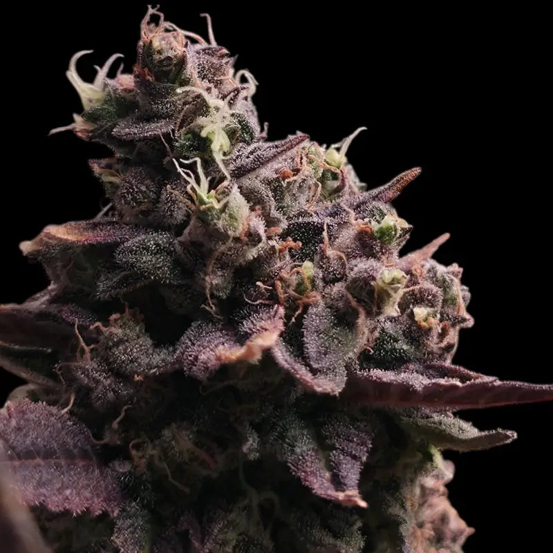 Mizoap terpyz upcoming strains