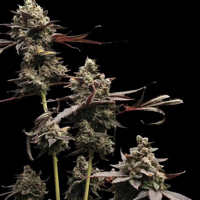 Mizoap terpyz upcoming strains