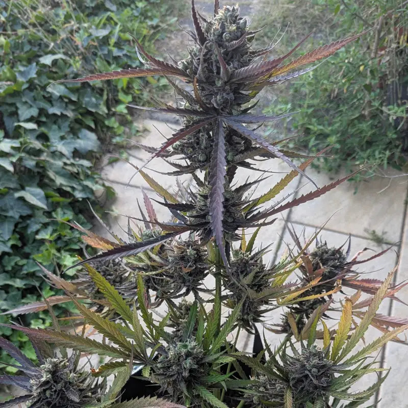 Morello cherries auto© fem terpyz feminized cannabis seeds