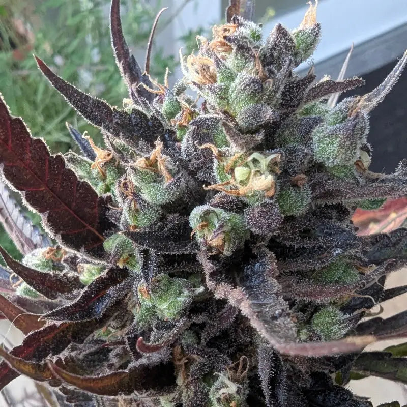 Morello cherries auto© fem terpyz feminized cannabis seeds