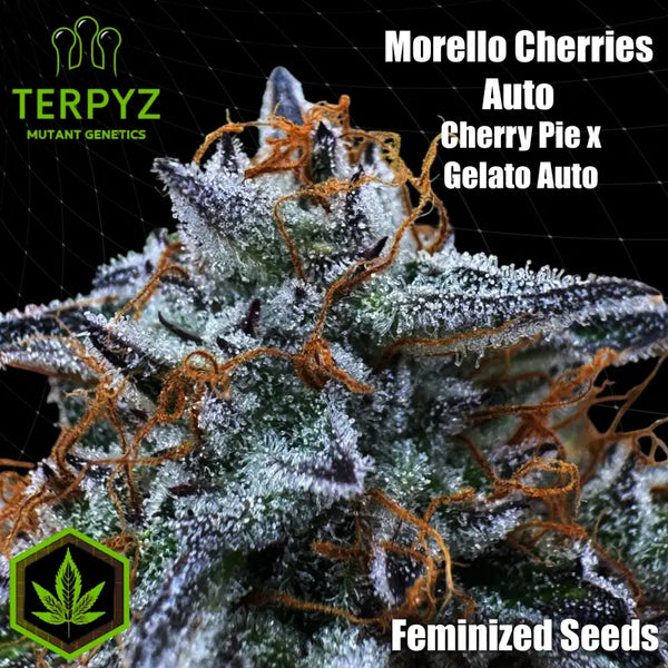 Morello cherries auto© fem terpyz feminized cannabis seeds