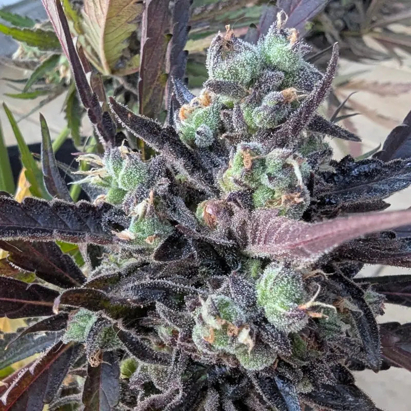 Morello cherries auto© fem terpyz feminized cannabis seeds