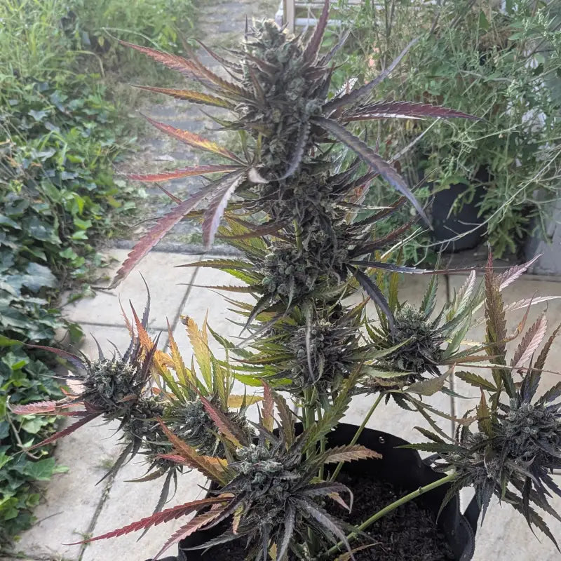 Morello cherries auto© fem terpyz feminized cannabis seeds