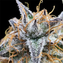 Morello cherries auto© fem terpyz feminized cannabis seeds
