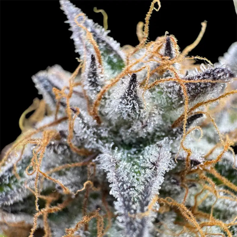 Morello cherries auto© fem terpyz feminized cannabis seeds