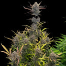 Morello cherries auto© fem terpyz feminized cannabis seeds