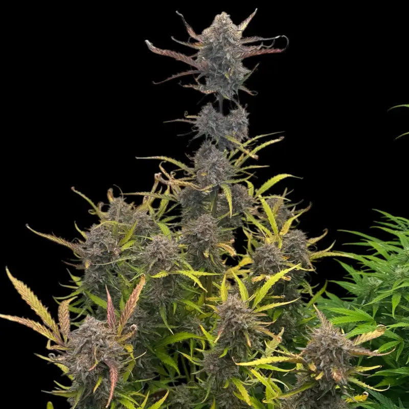 Morello cherries auto© fem terpyz feminized cannabis seeds