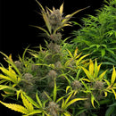 Morello cherries auto© fem terpyz feminized cannabis seeds