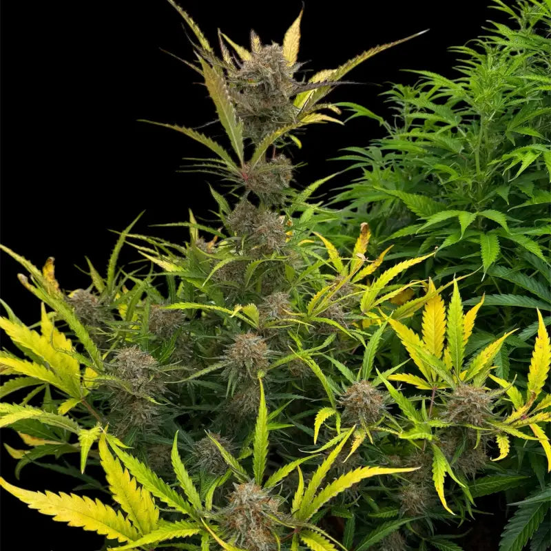 Morello cherries auto© fem terpyz feminized cannabis seeds