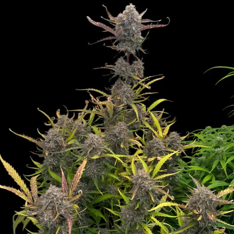 Morello cherries auto© fem terpyz feminized cannabis seeds