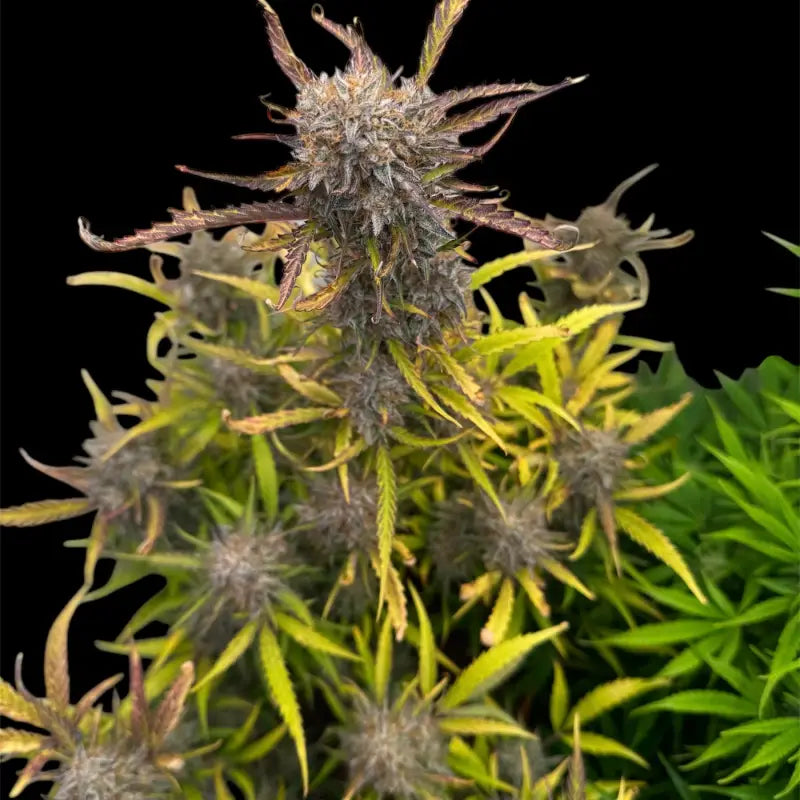 Morello cherries auto© fem terpyz feminized cannabis seeds