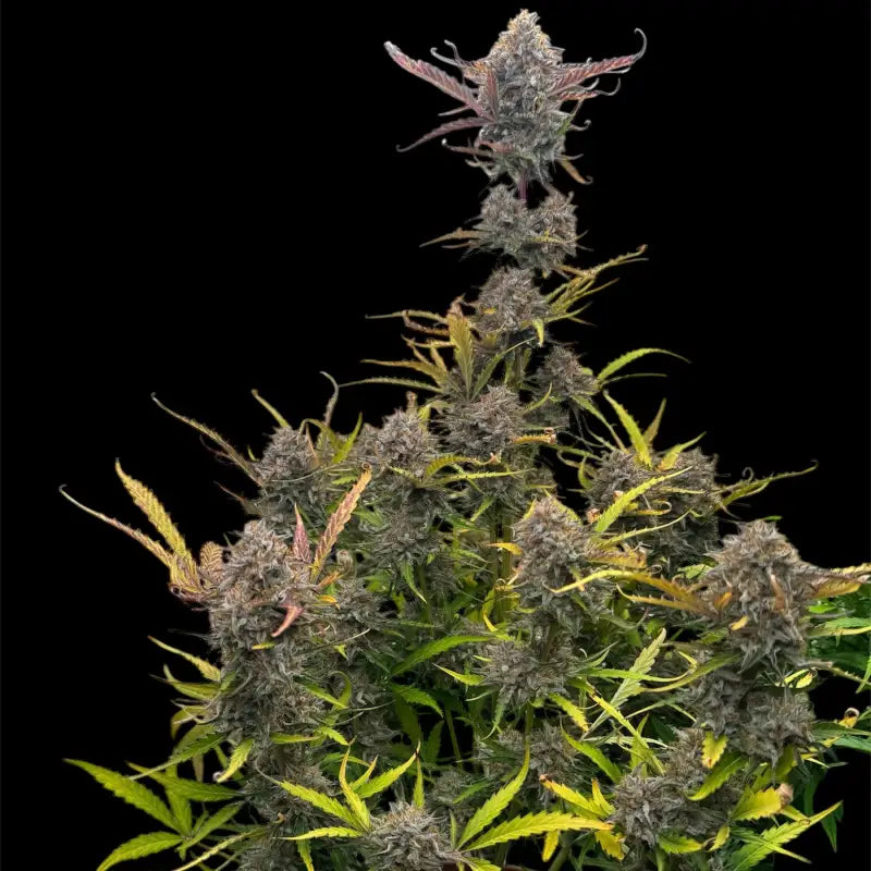 Morello cherries auto© fem terpyz feminized cannabis seeds