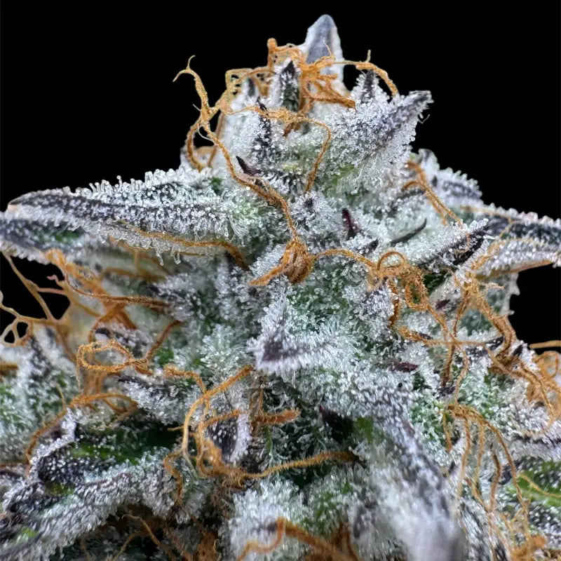 Morello cherries auto© fem terpyz feminized cannabis seeds