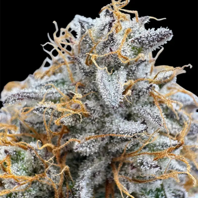 Morello cherries auto© fem terpyz feminized cannabis seeds