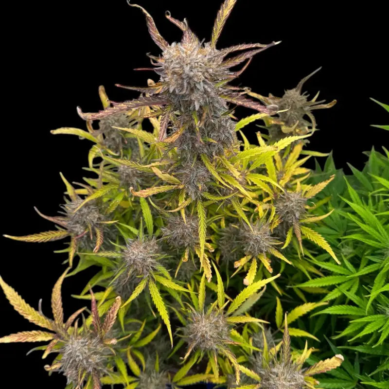 Morello cherries auto© fem terpyz feminized cannabis seeds