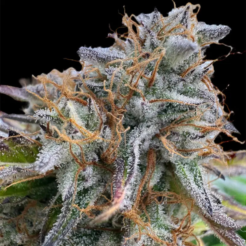 Morello cherries auto© fem terpyz feminized cannabis seeds