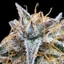 Morello cherries auto© fem terpyz feminized cannabis seeds