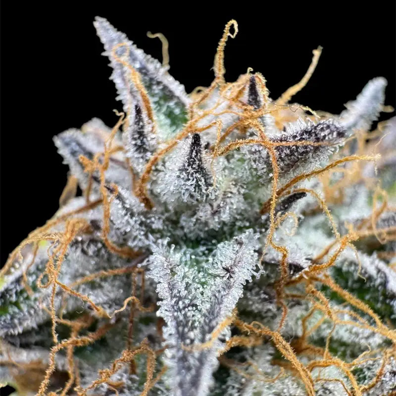 Morello cherries auto© fem terpyz feminized cannabis seeds