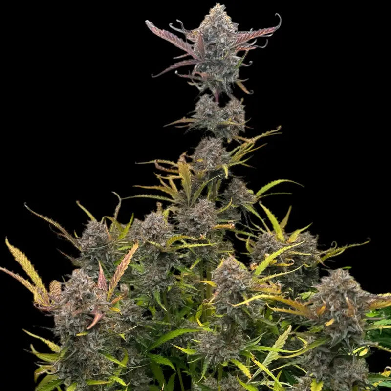 Morello cherries auto© fem terpyz feminized cannabis seeds