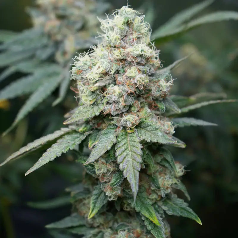 Neon wasabii© fem terpyz mutant genetics feminized semi f1