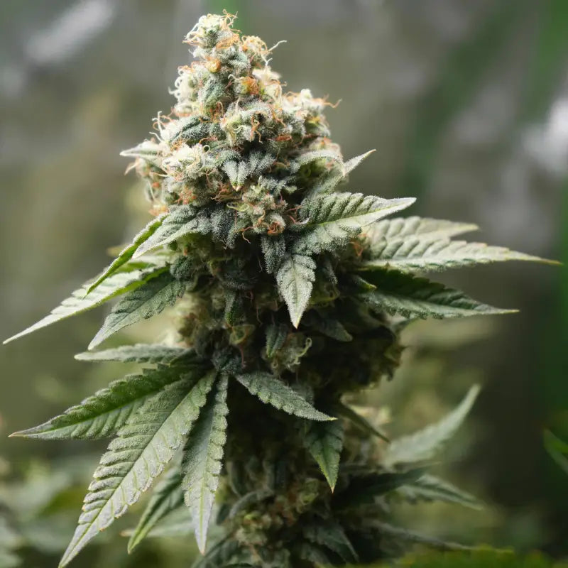 Neon wasabii© fem terpyz mutant genetics feminized semi f1