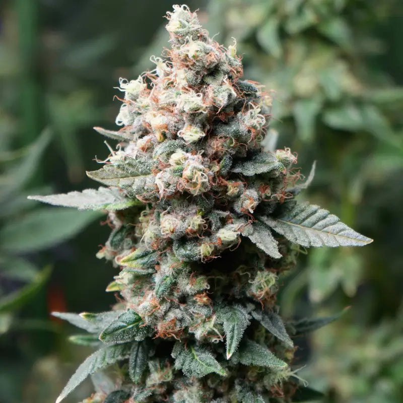 Neon wasabii© fem terpyz mutant genetics feminized semi f1