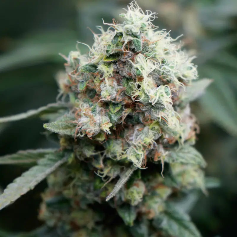 Neon wasabii© fem terpyz mutant genetics feminized semi f1