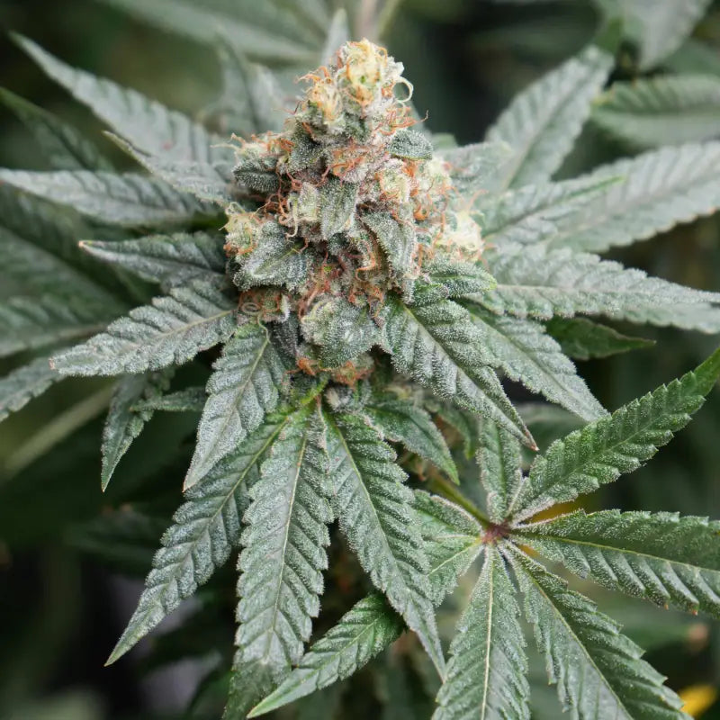 Neon wasabii© fem terpyz mutant genetics feminized semi f1