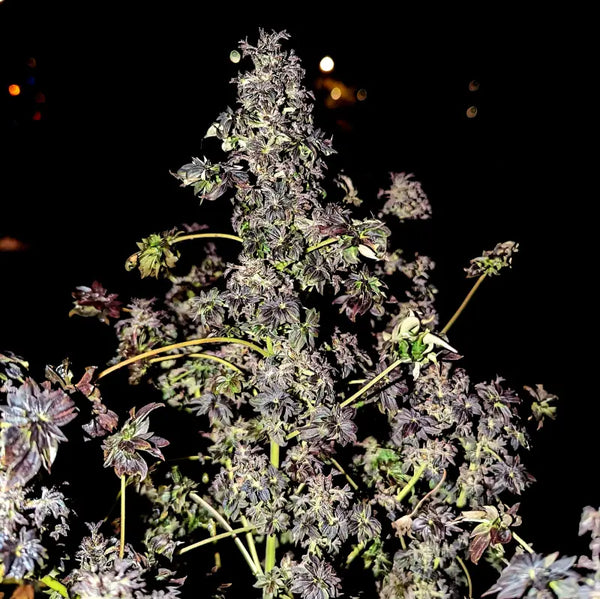 Northern bastard ’abc’ - reg kalyseeds mutant cannabis