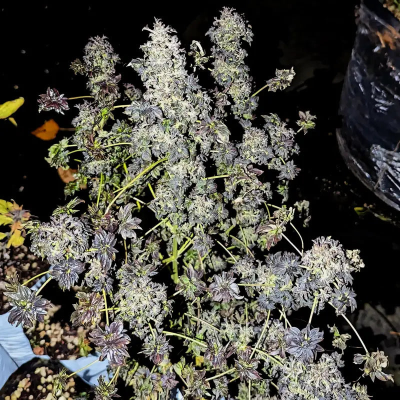 Northern bastard ’abc’ - reg kalyseeds mutant cannabis