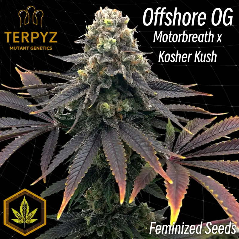 Offshore og© fem terpyz mutant genetics feminized cannabis