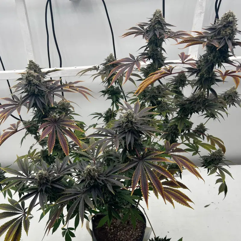 Offshore og© fem terpyz mutant genetics feminized cannabis