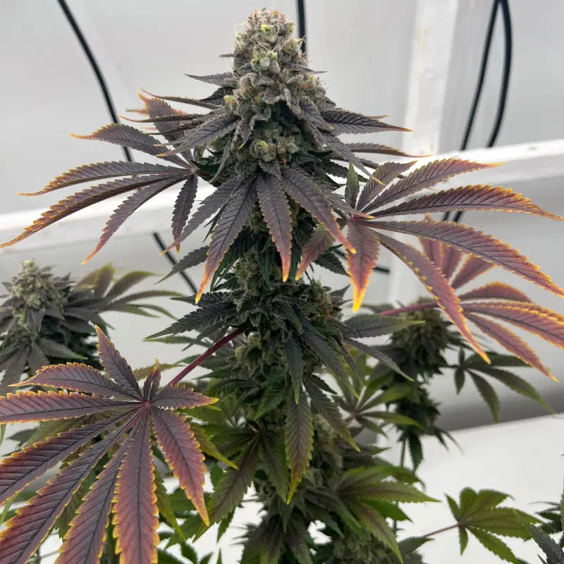 Offshore og© fem terpyz mutant genetics feminized cannabis