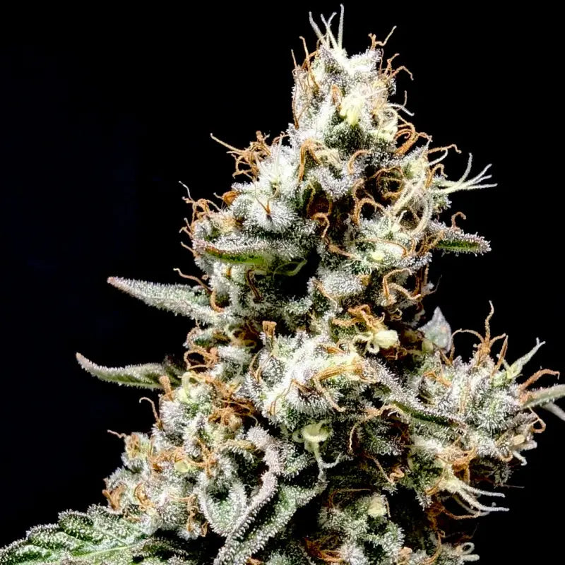 Onionog (o.o)© fem terpyz mutant genetics feminized