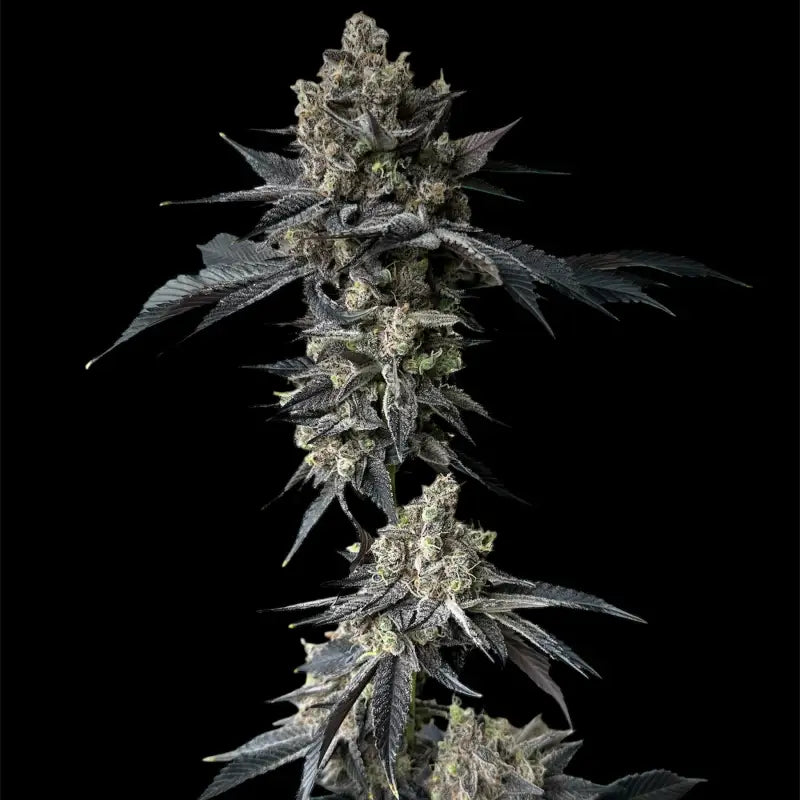 Onionog (o.o)© fem terpyz mutant genetics feminized