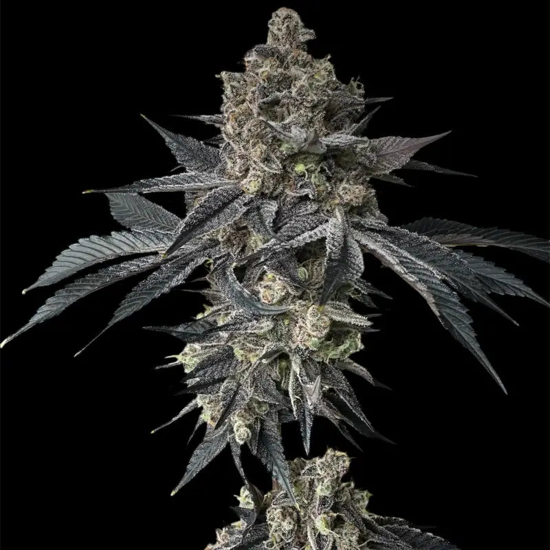 Onionog (o.o)© fem terpyz mutant genetics feminized