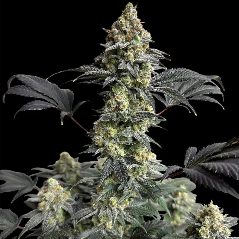 Onionog (o.o)© fem terpyz mutant genetics feminized